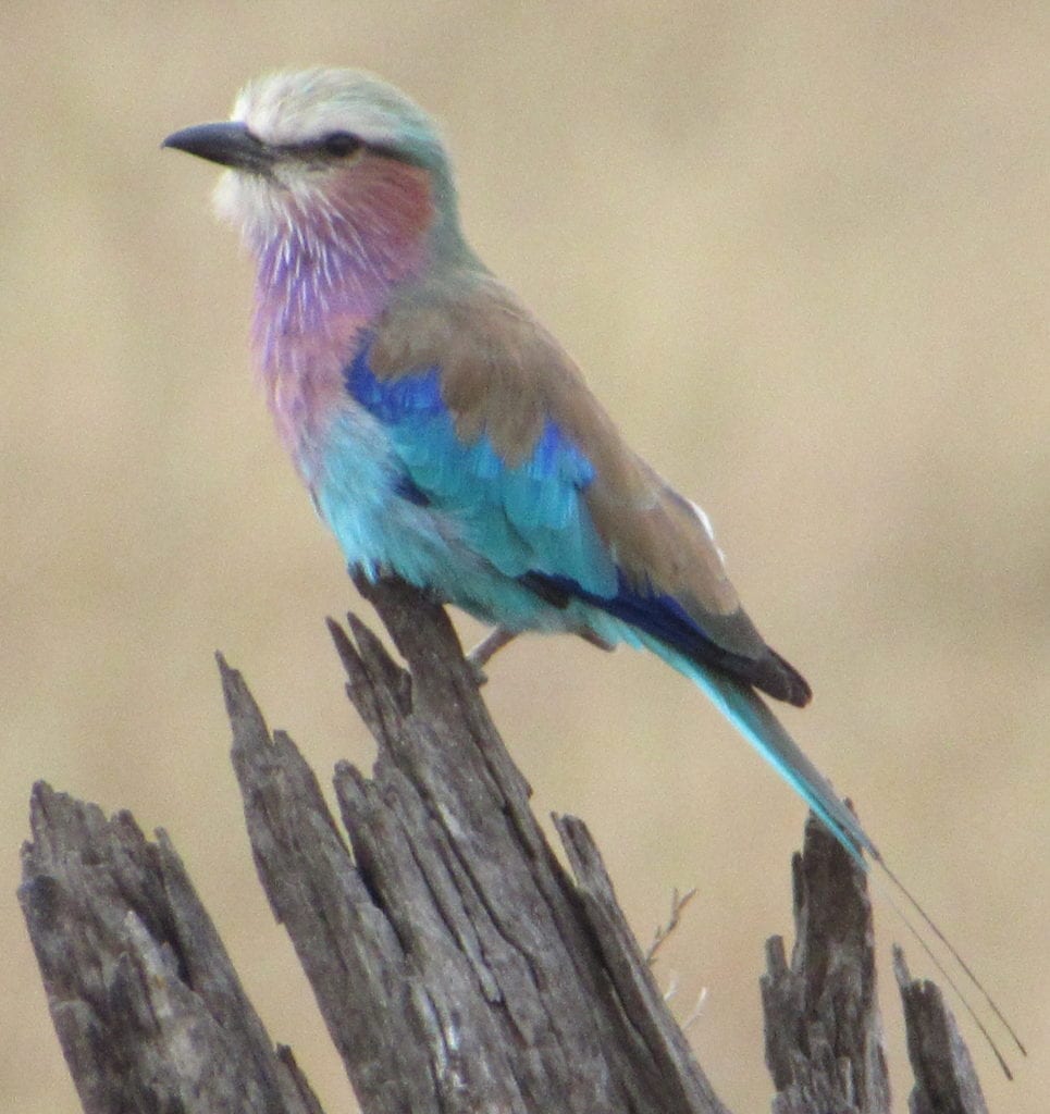 Kenya Photo Gallery – Birds (listed alphabetically)
