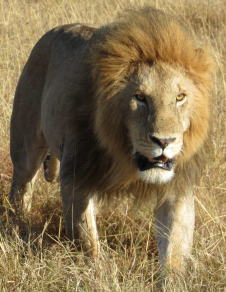 Kenya Photo Gallery – Animals (listed alphabetically)