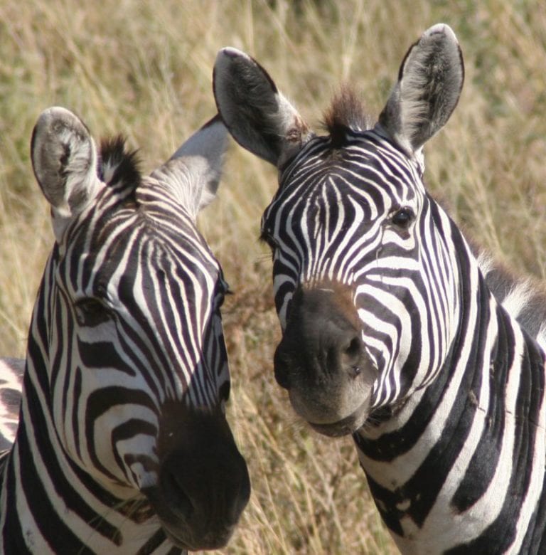 Zebra Male And Female Names